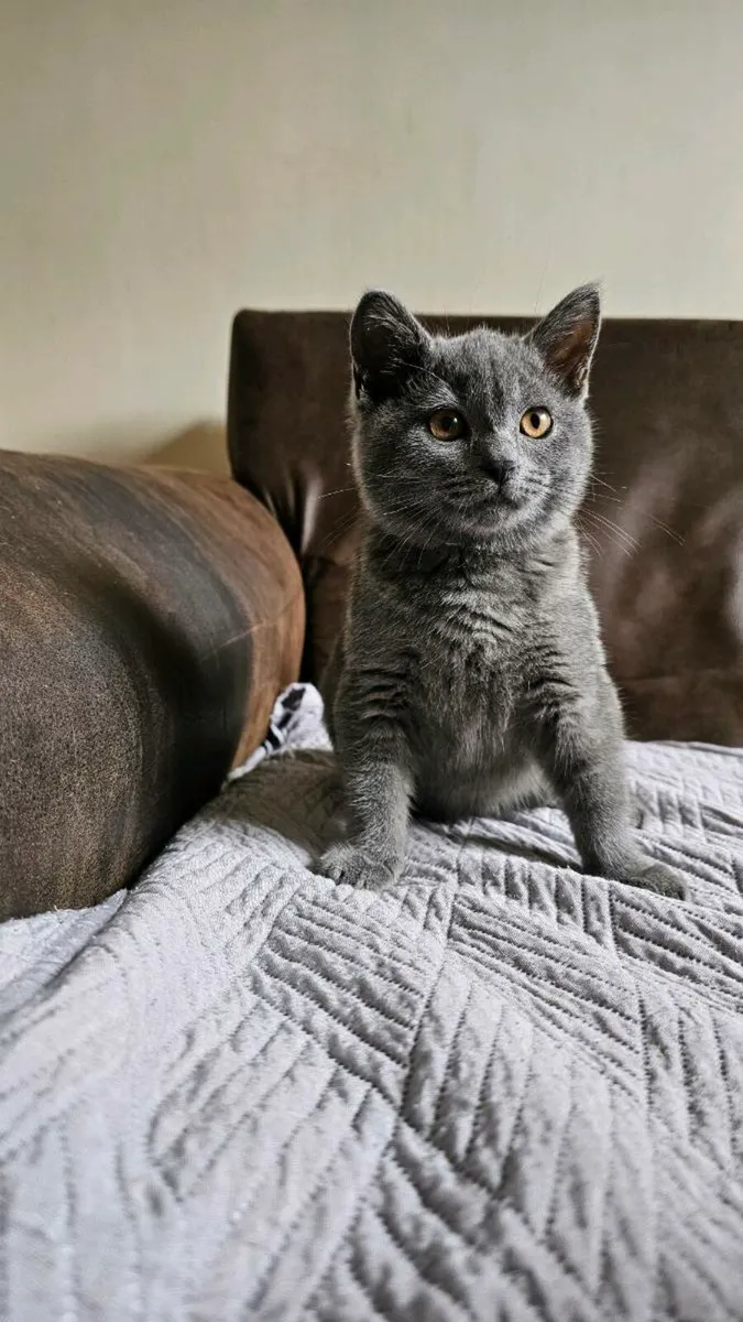 British kittens - Image 2