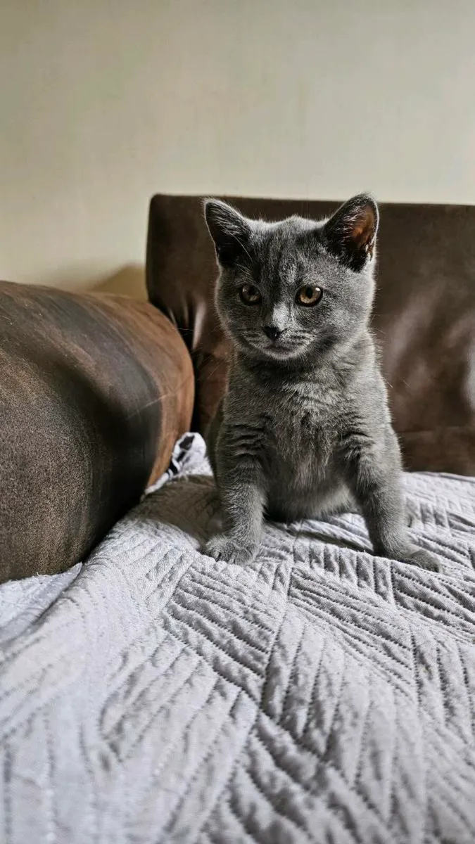 British kittens - Image 3