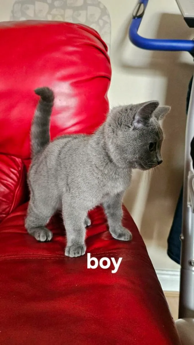 British kittens - Image 4