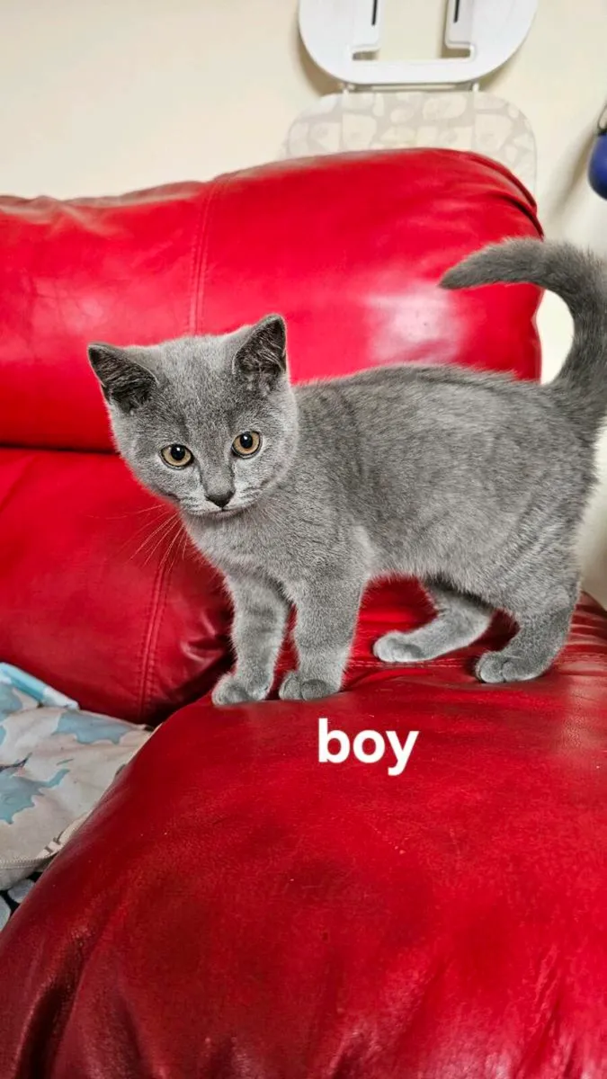 British kittens - Image 2