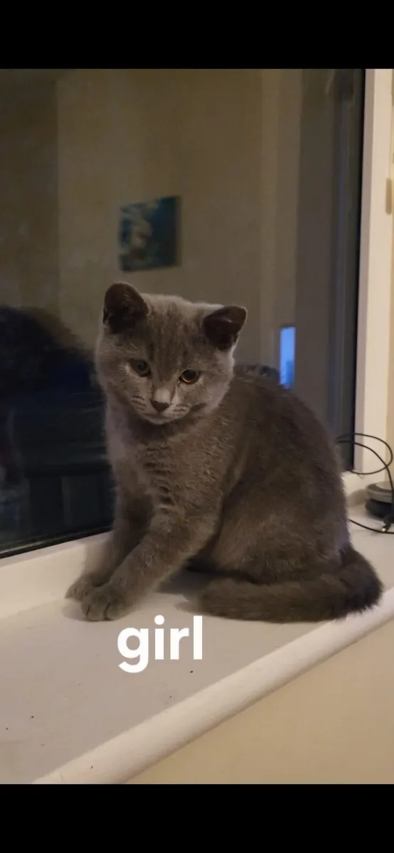 British kittens - Image 4
