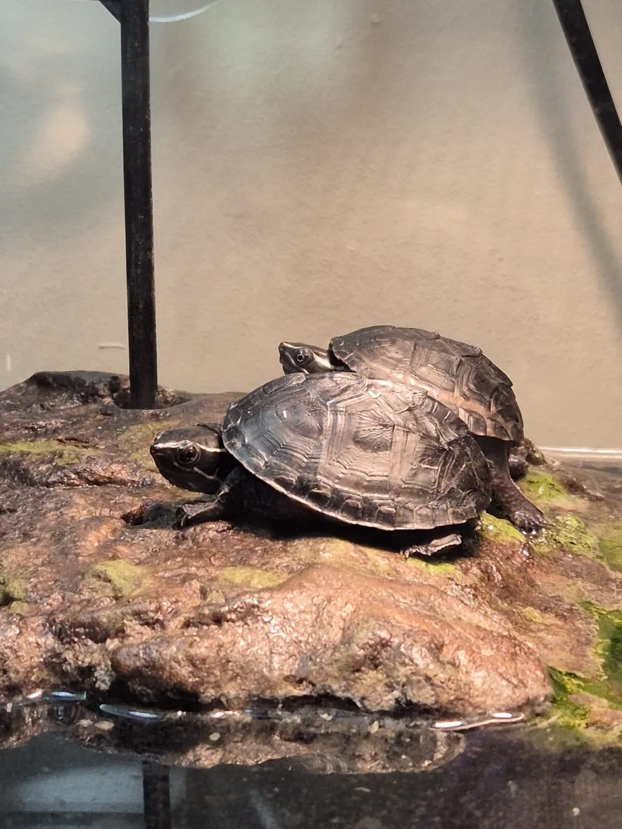 Musk Turtles - Image 1