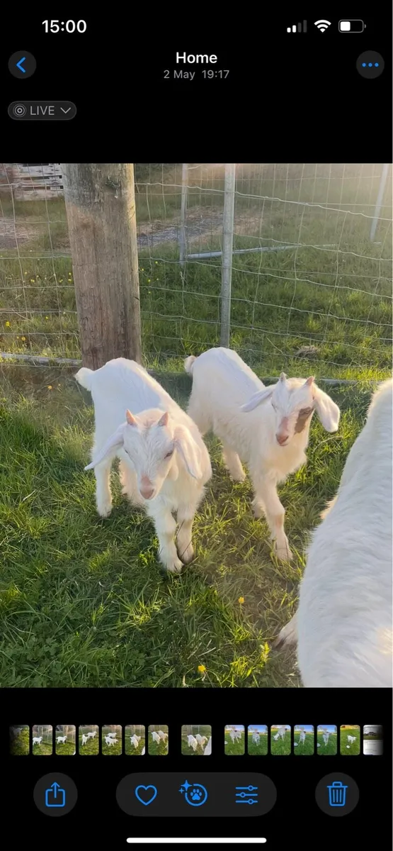 Puck goats - Image 1