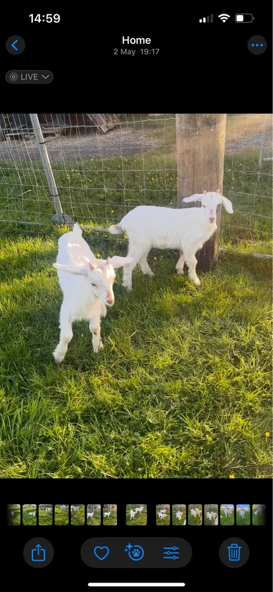 Puck goats - Image 2