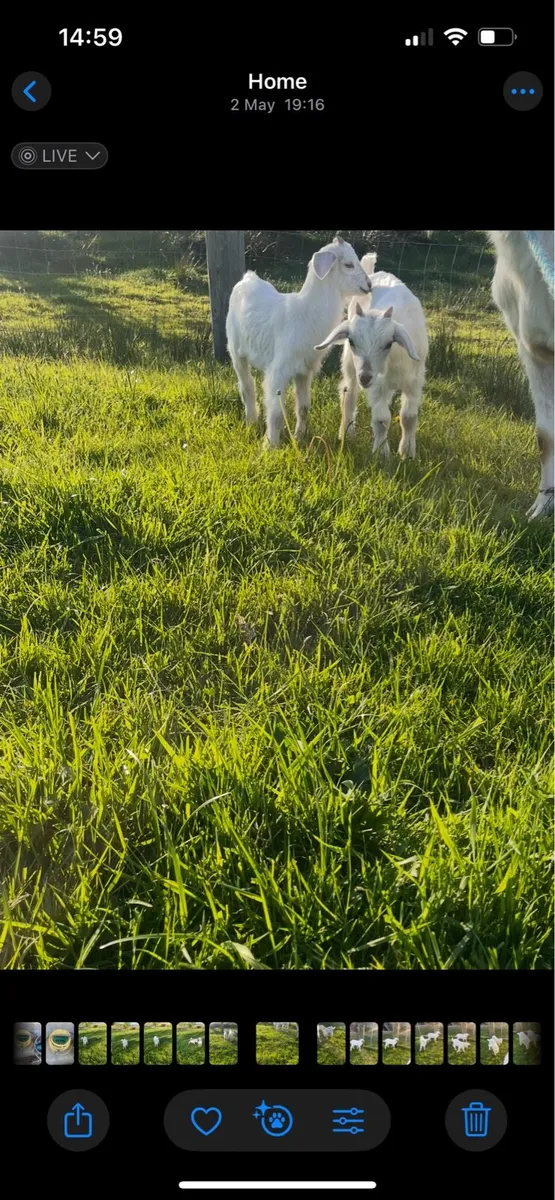 Puck goats - Image 3