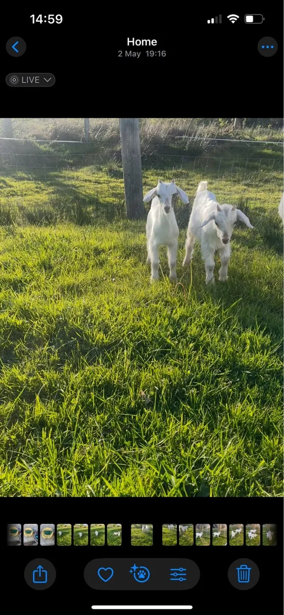 Puck goats - Image 4