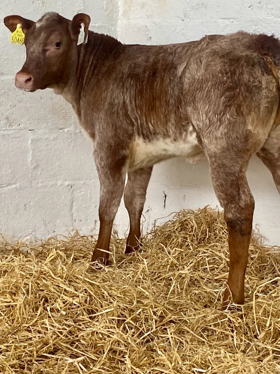 A SERIOUS RED ROAN LIM  HEIFER RUNNER - Image 4