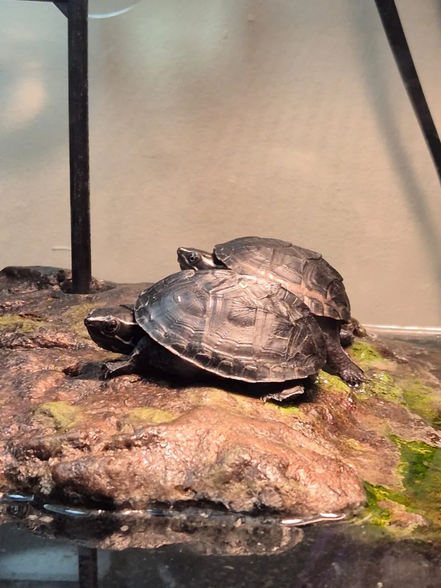 Musk Turtles - Image 2