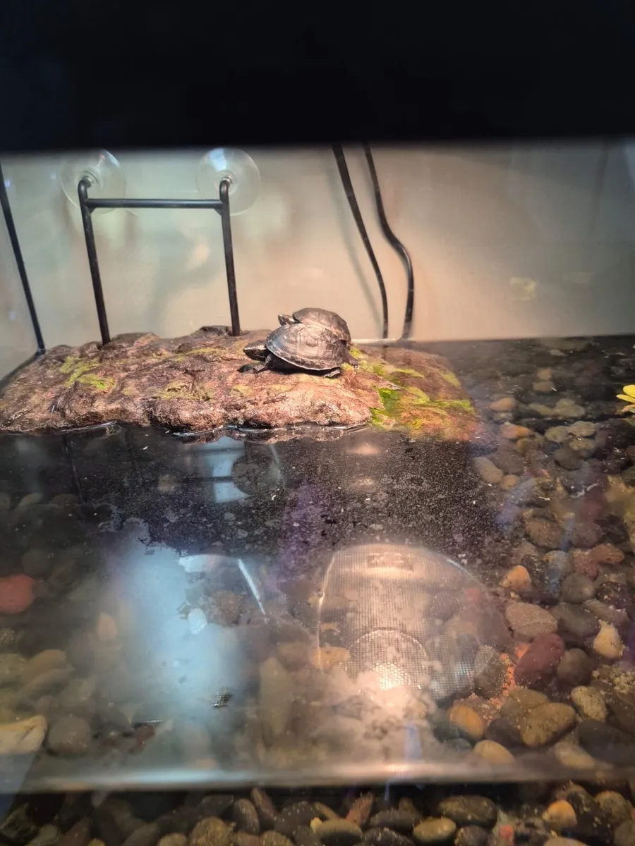 Musk Turtles - Image 3