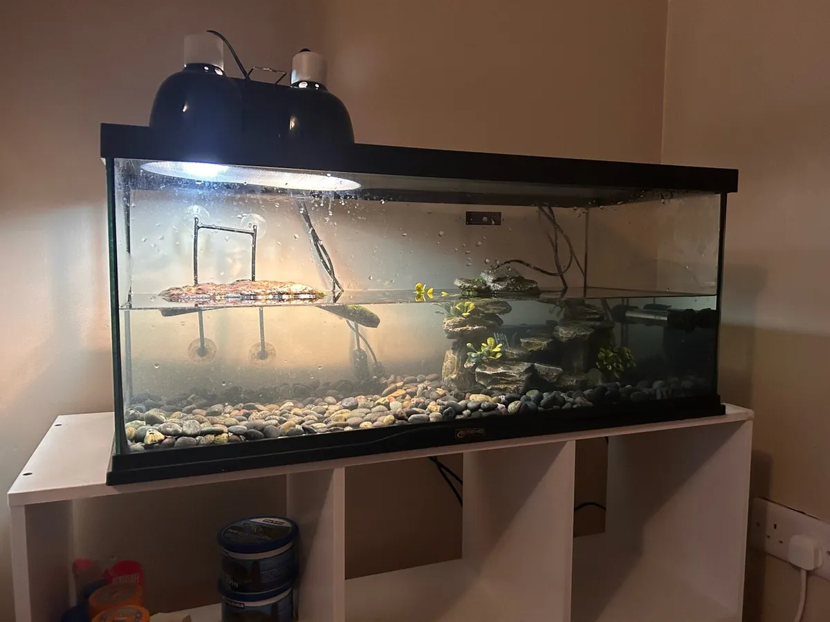Musk Turtles - Image 4