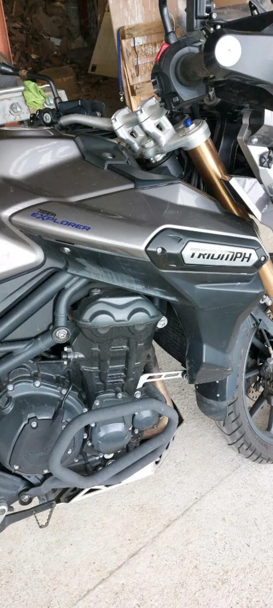 Tiger Triumph - Image 2