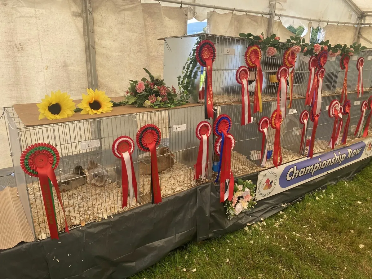 Poultry Classes at Clonmel Show on July 6th