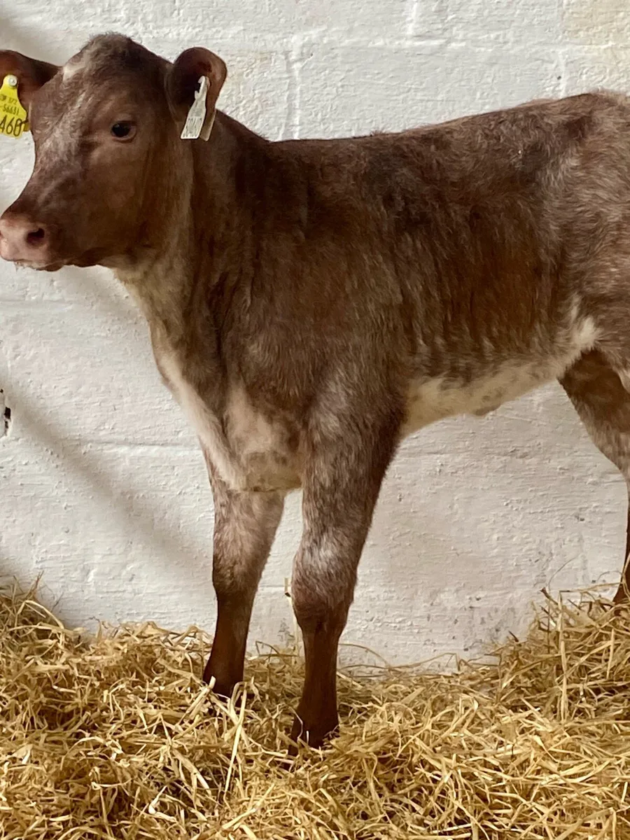 A SERIOUS RED ROAN LIM  HEIFER RUNNER - Image 2