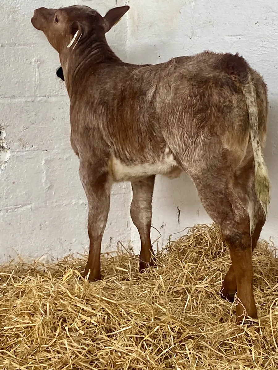 A SERIOUS RED ROAN LIM  HEIFER RUNNER - Image 1