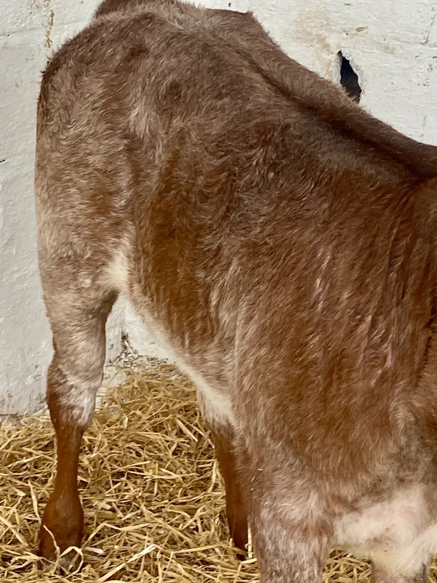 A SERIOUS RED ROAN LIM  HEIFER RUNNER - Image 3