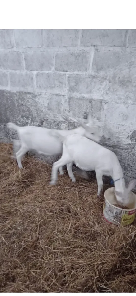 Male Goats