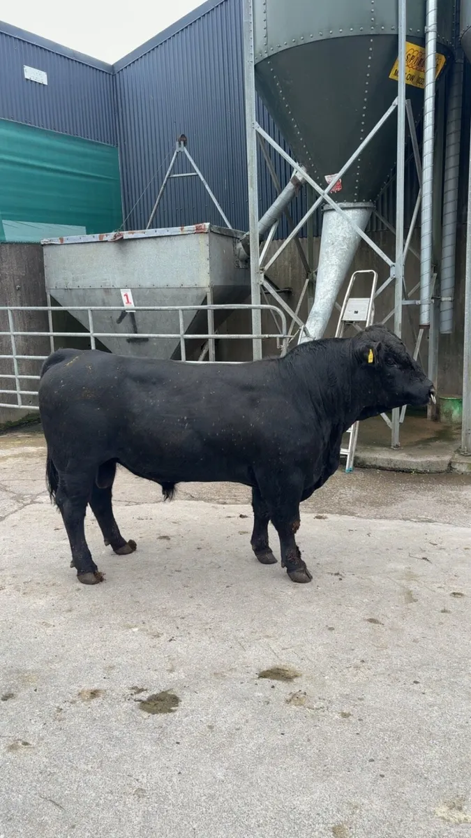 Pedigree Angus bull - Image 1