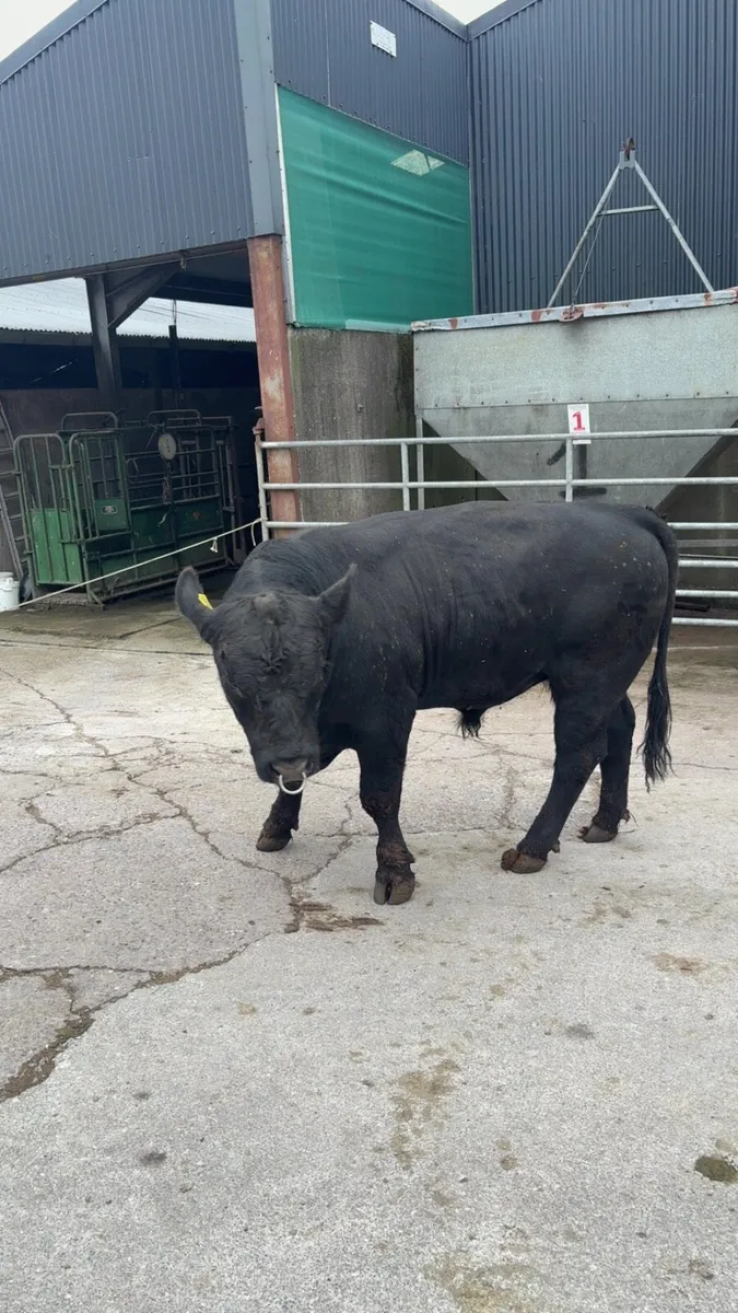 Pedigree Angus bull - Image 2