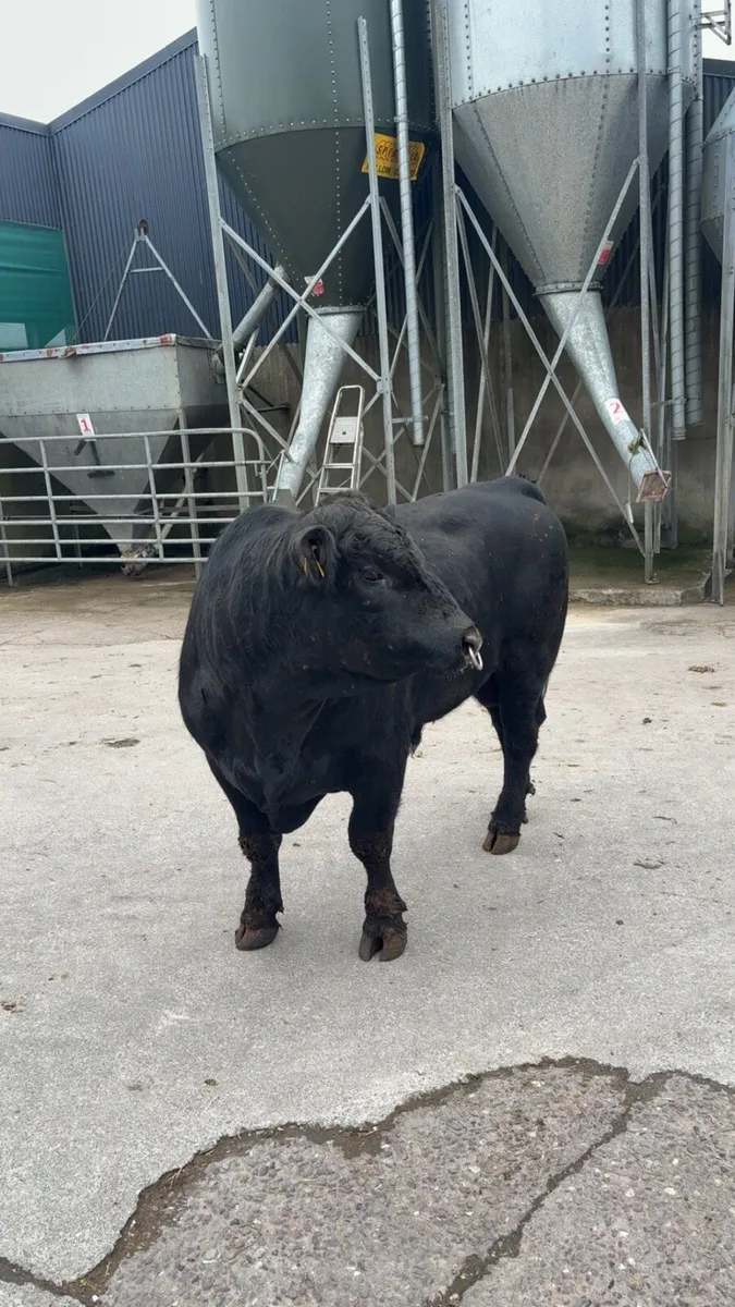 Pedigree Angus bull - Image 4