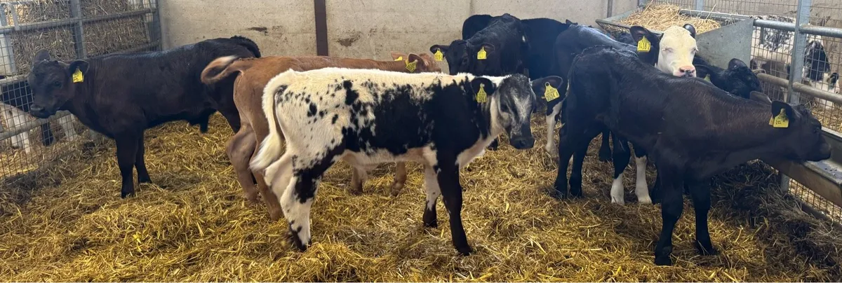 9 Super Bulls - Image 1