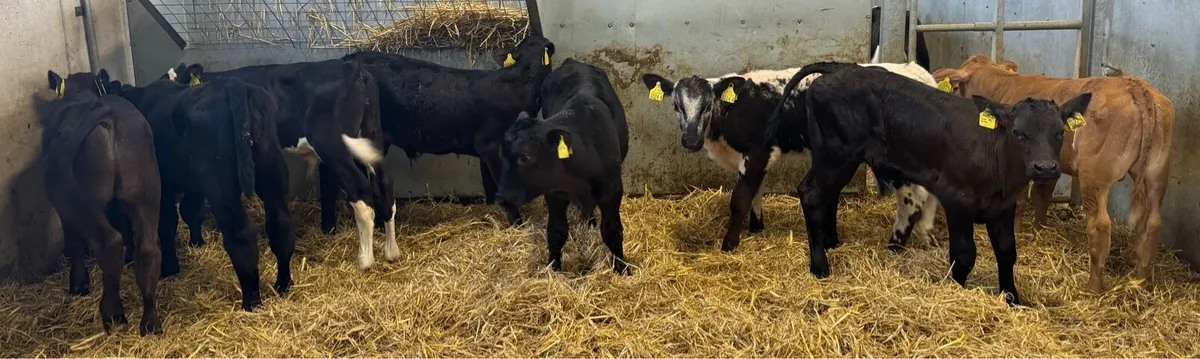 9 Super Bulls - Image 2
