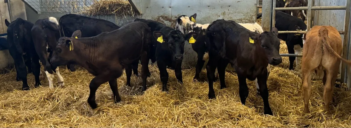 9 Super Bulls - Image 3