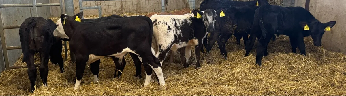 9 Super Bulls - Image 4