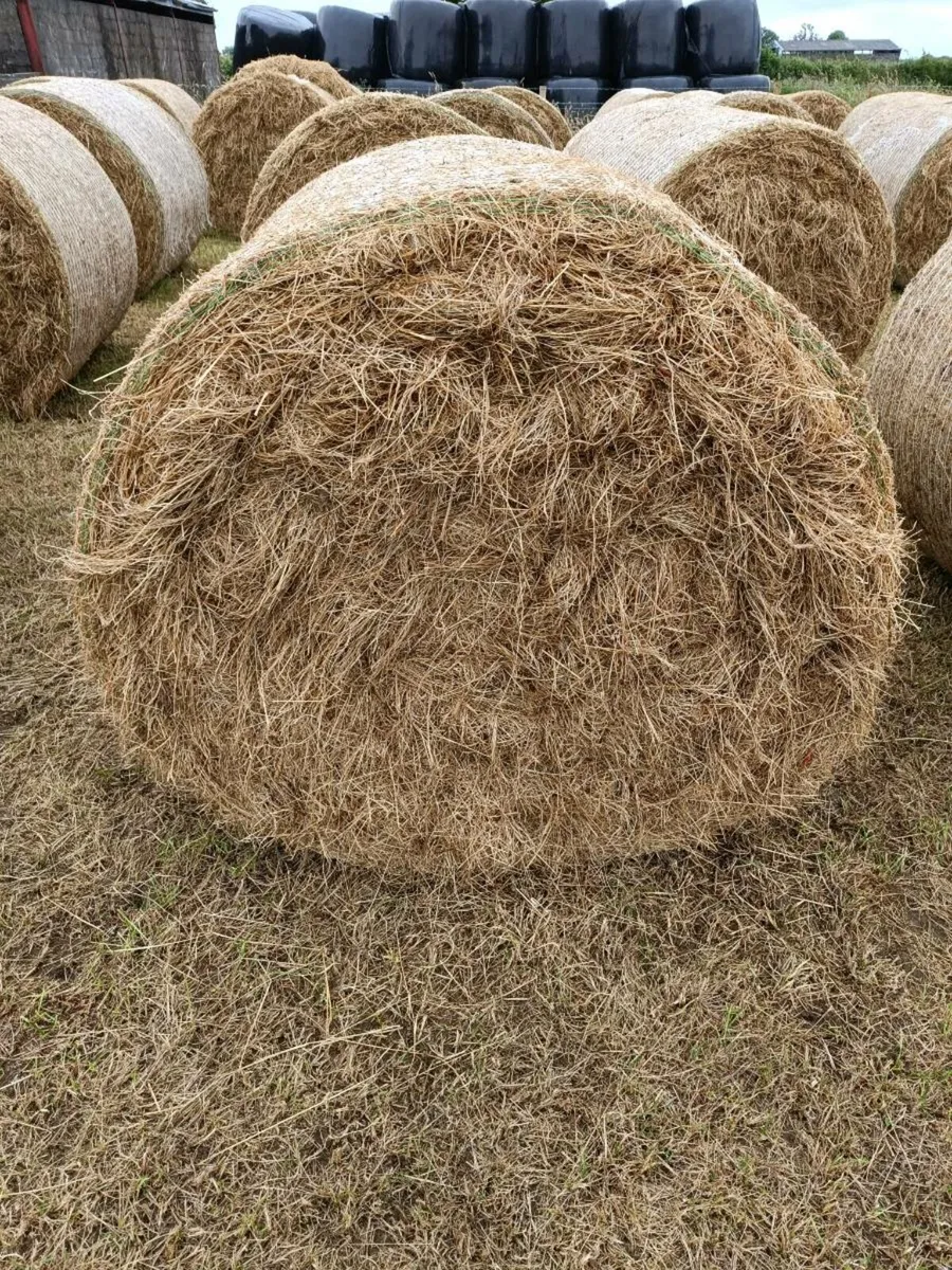 Hay - Image 2
