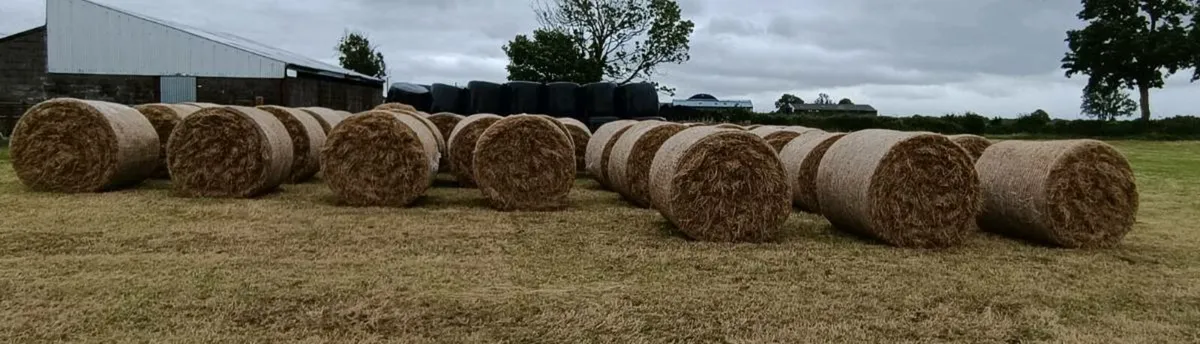 Hay - Image 1