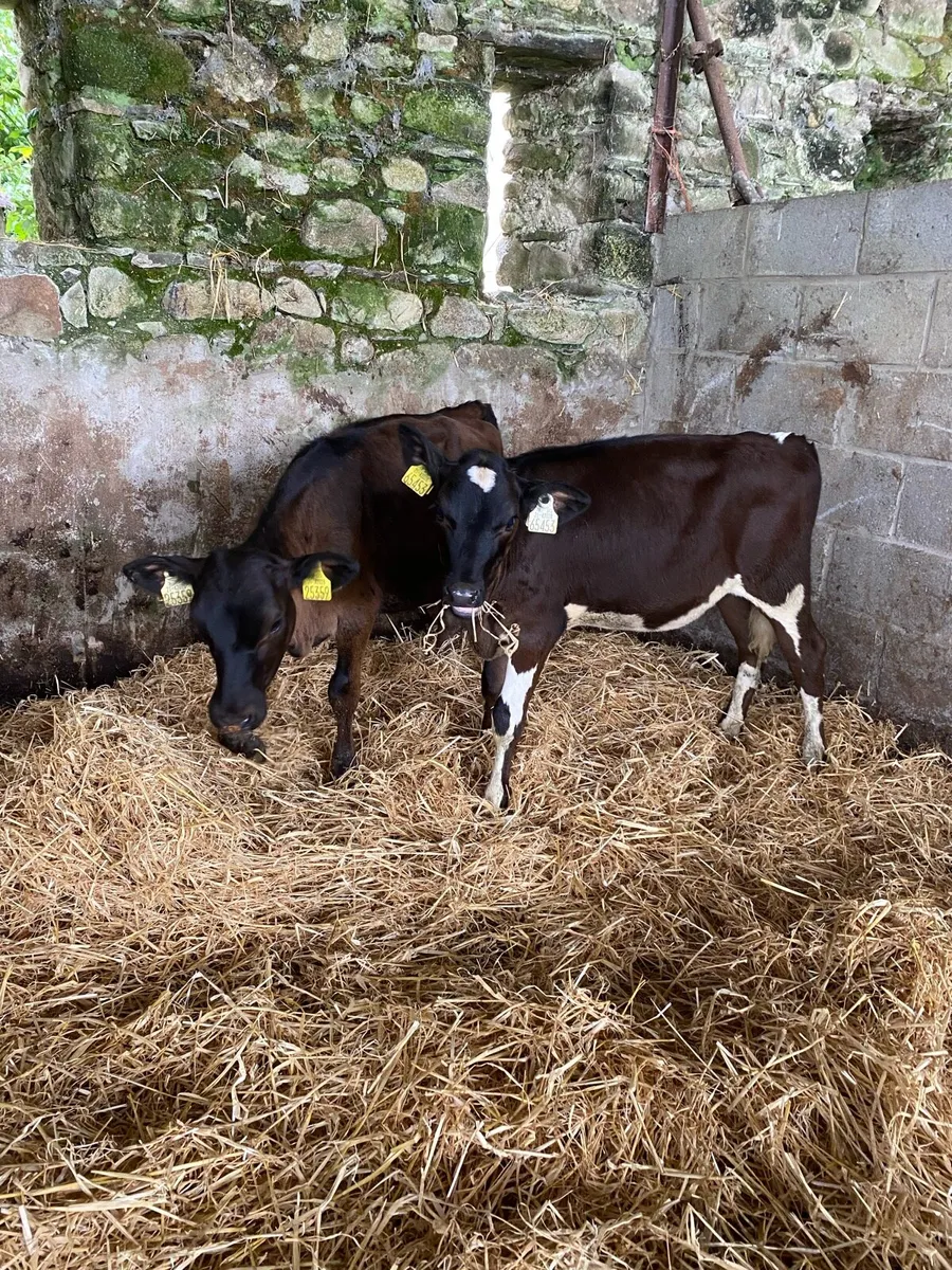 2 fresian heifers suitable for breeding - Image 1