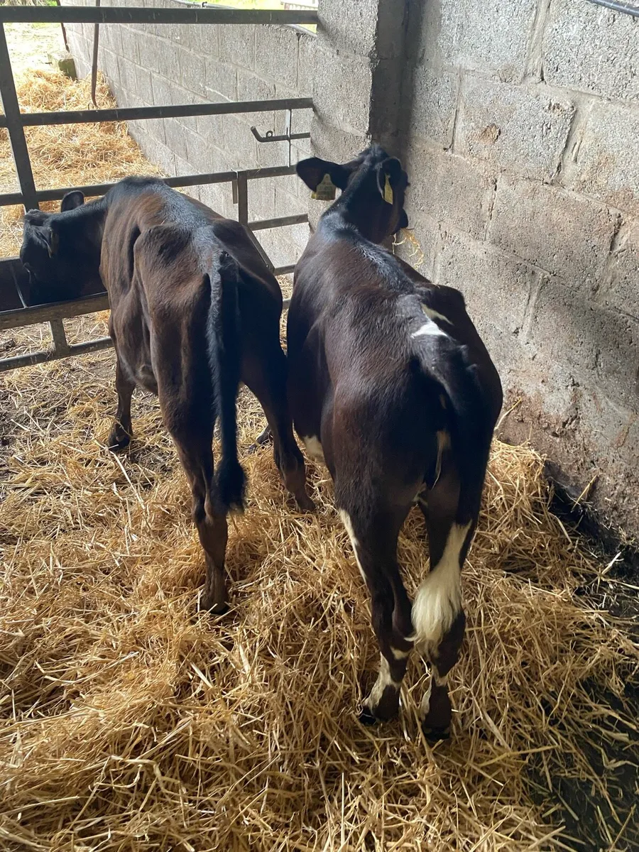 2 fresian heifers suitable for breeding - Image 2