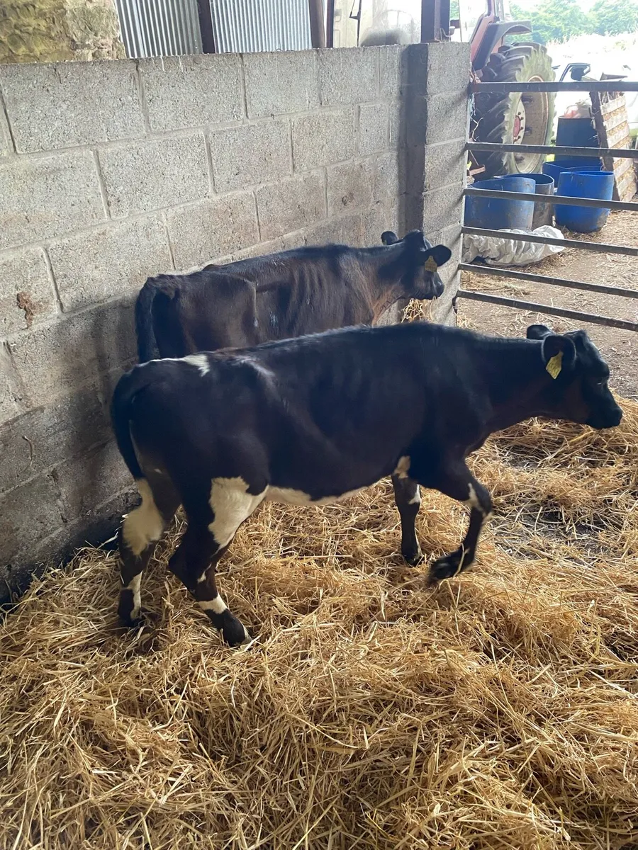2 fresian heifers suitable for breeding - Image 3