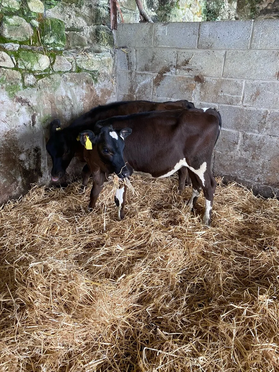 2 fresian heifers suitable for breeding - Image 4