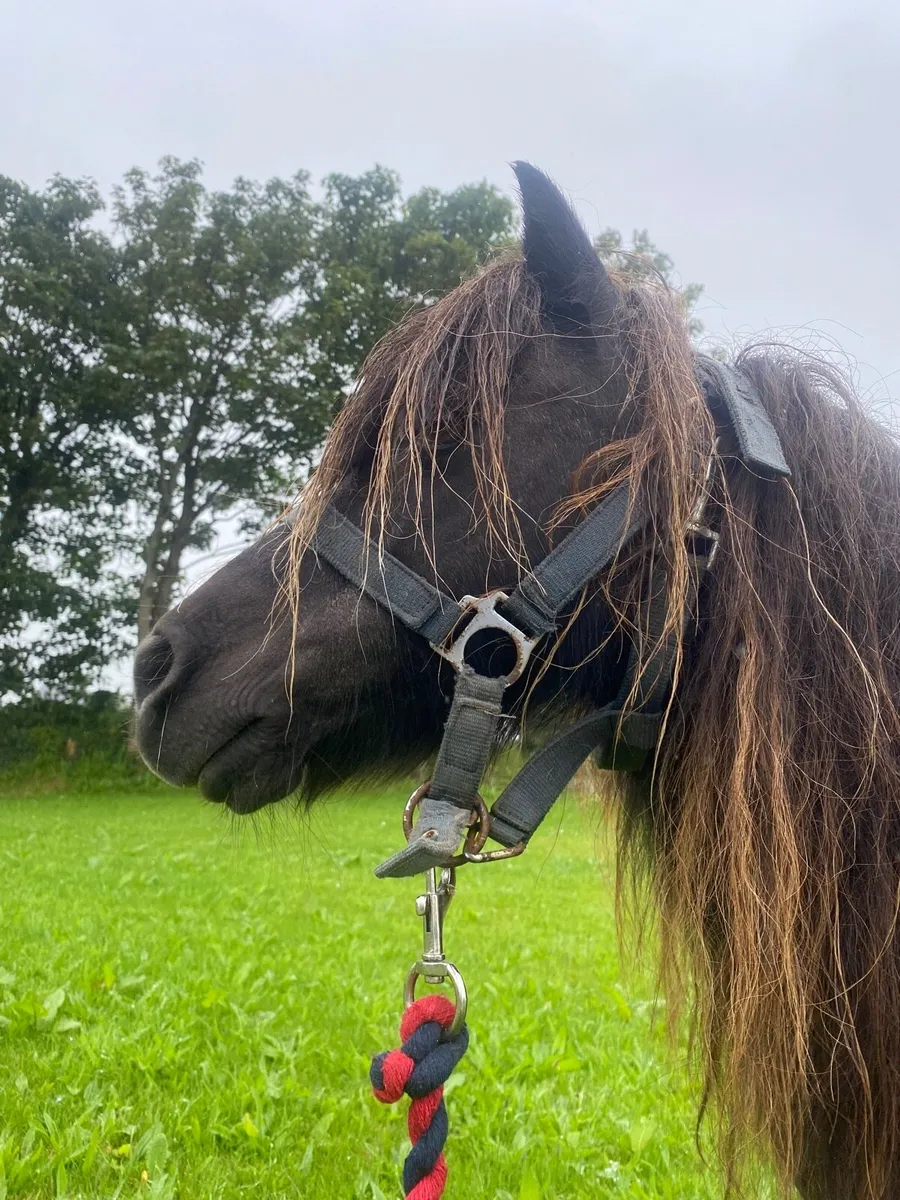 Shetland pony - Image 1