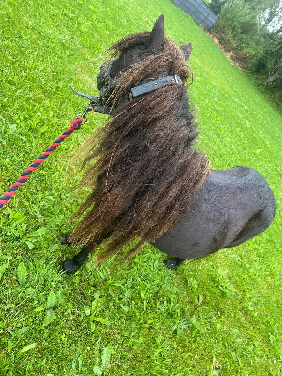 Shetland pony - Image 2