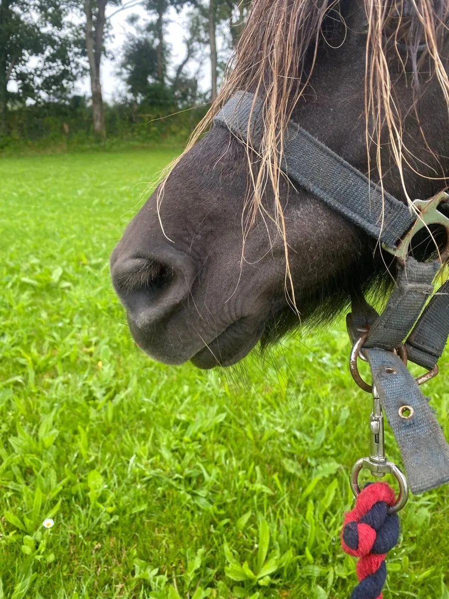 Shetland pony - Image 3