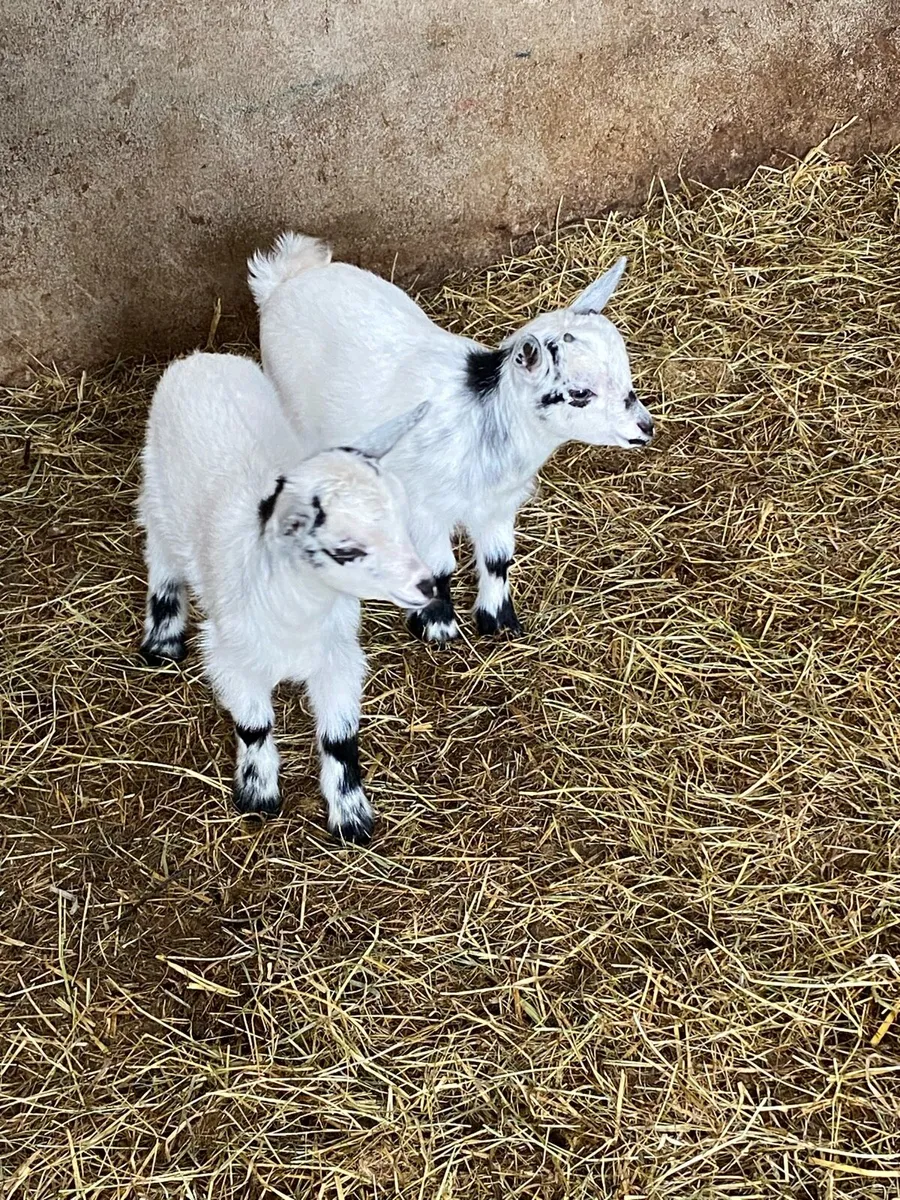 Pygmy goat kids - Image 2