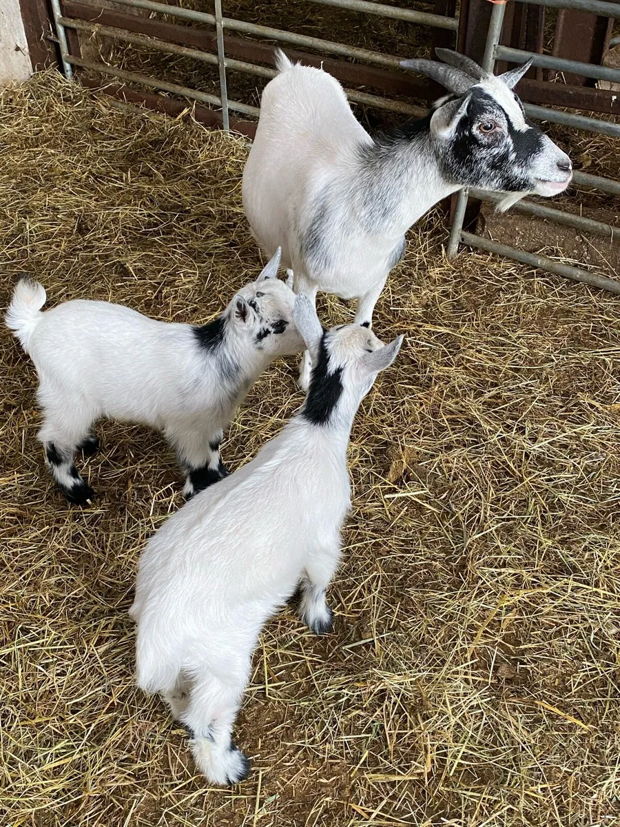Pygmy goat kids - Image 3