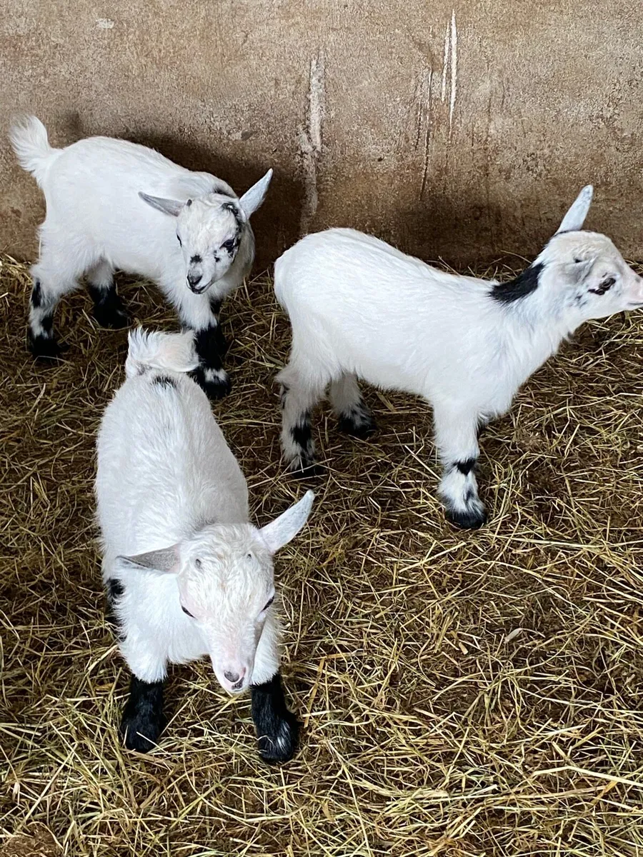Pygmy goat kids - Image 4