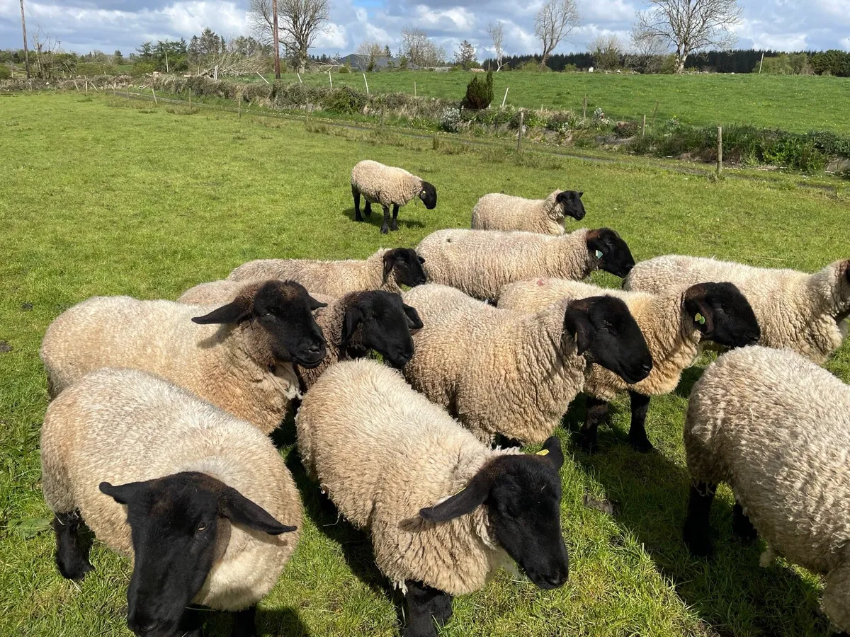 John Tess Suffolks Selection of PBR sheep for sale - Image 3