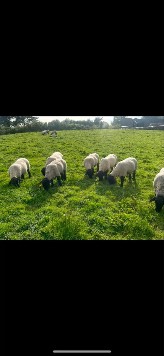 John Tess Suffolks Selection of PBR sheep for sale - Image 1