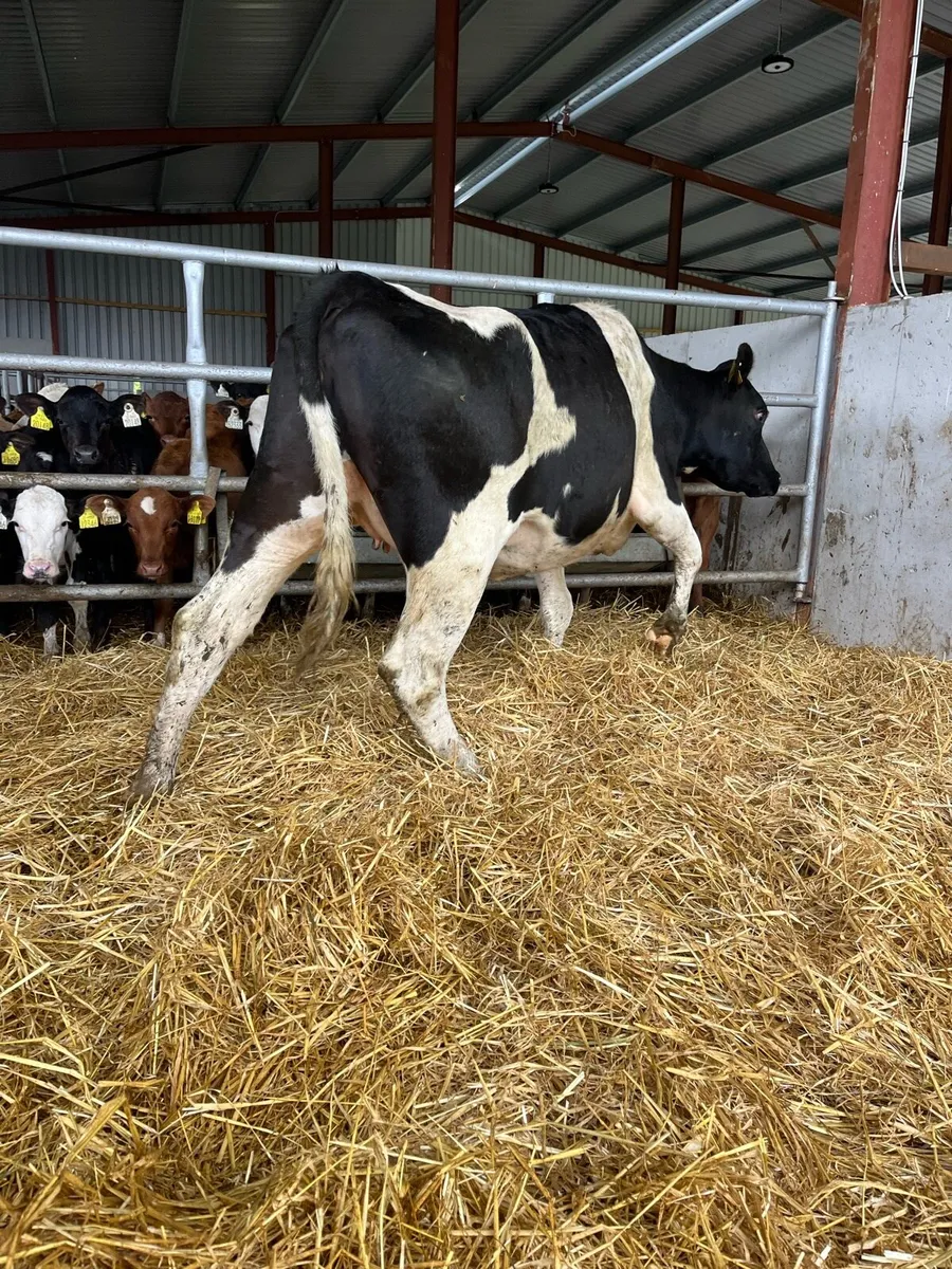 British fr incalf heifer - Image 1