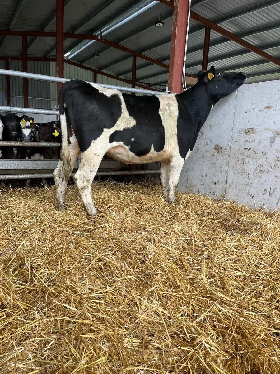 British fr incalf heifer - Image 2