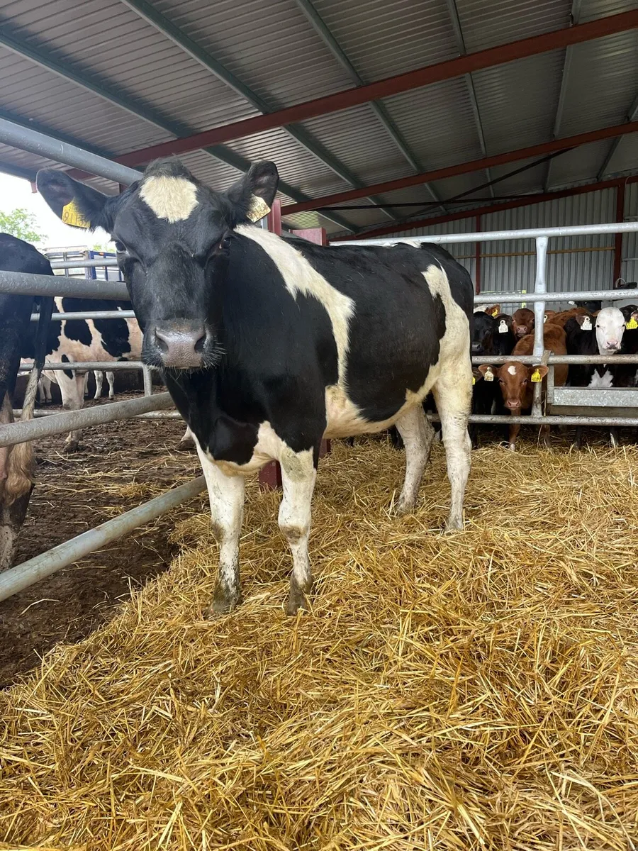 British fr incalf heifer - Image 3