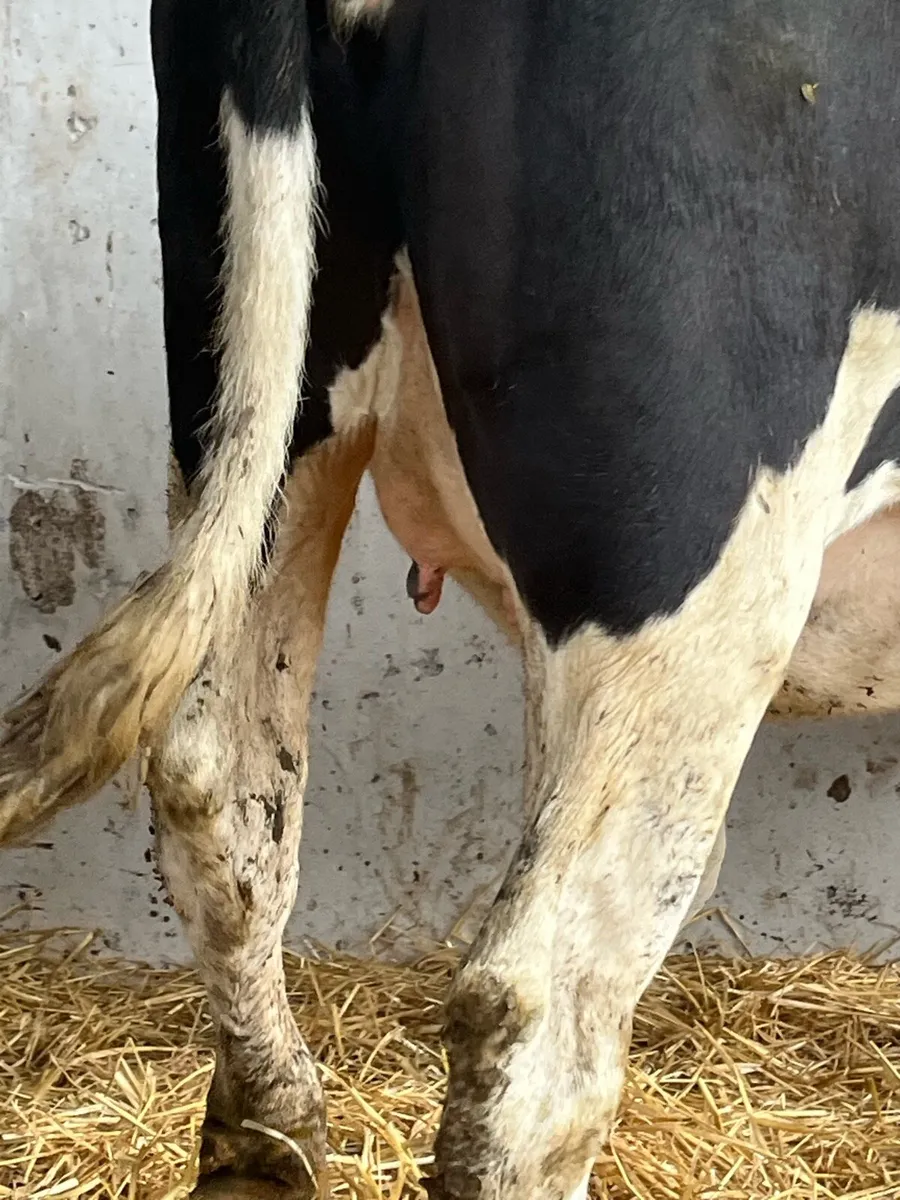 British fr incalf heifer - Image 4
