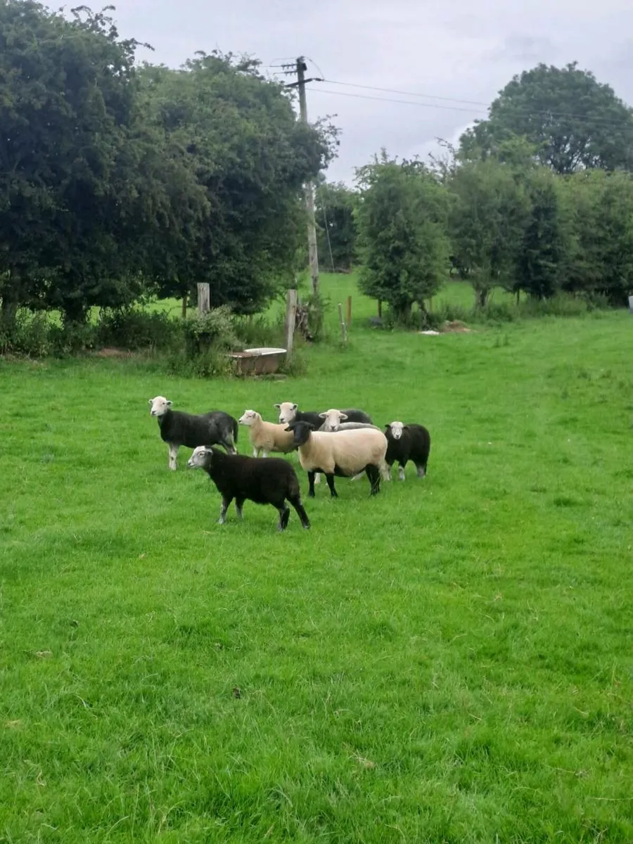 Herdwick hoggets with lambs at foot - Image 1