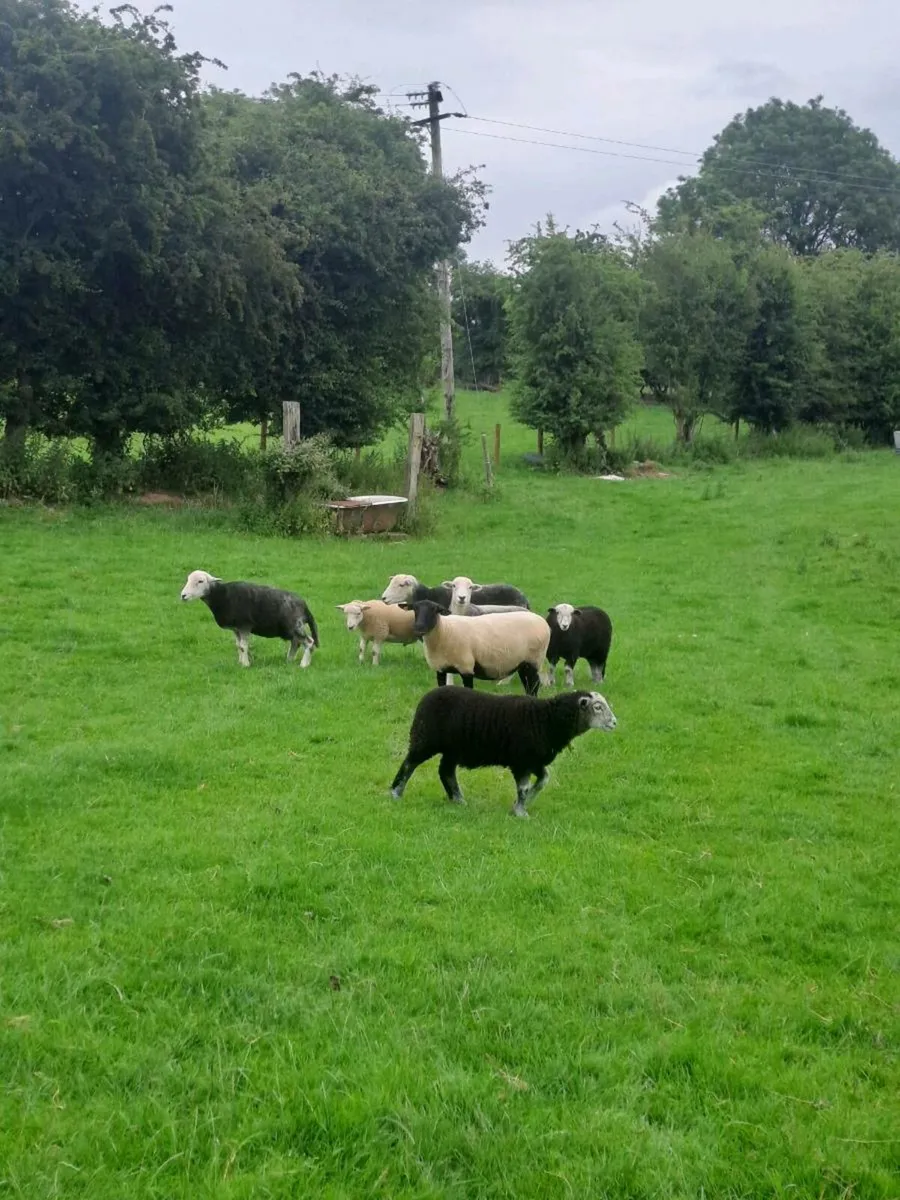 Herdwick hoggets with lambs at foot - Image 2