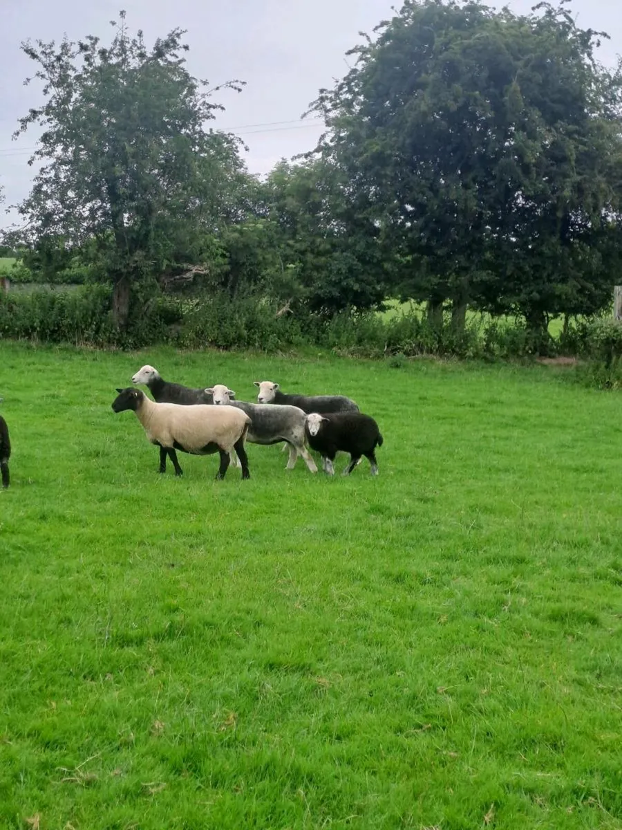 Herdwick hoggets with lambs at foot - Image 3