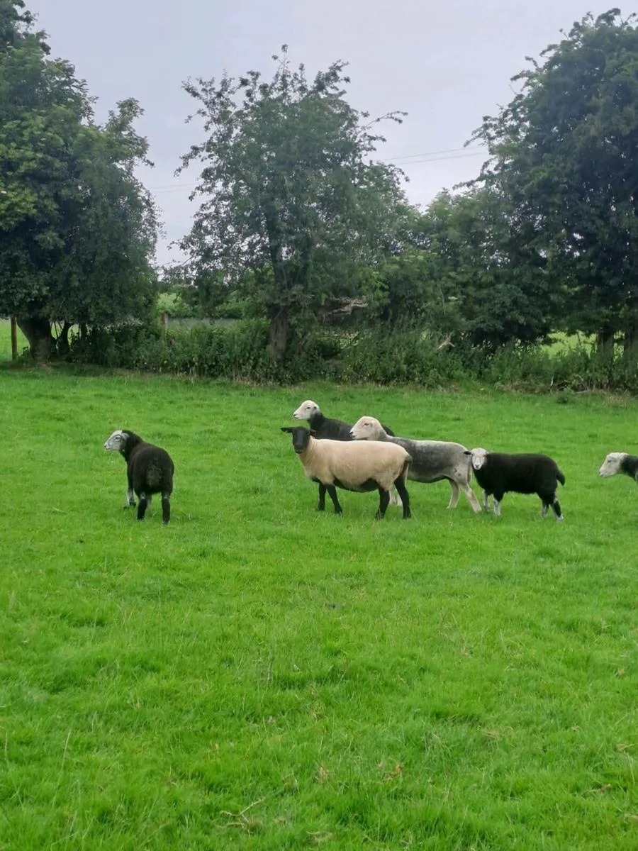 Herdwick hoggets with lambs at foot - Image 4