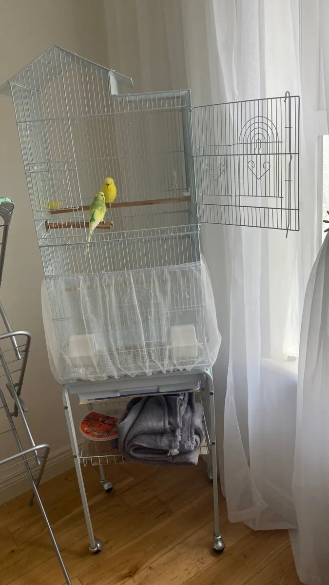 Birds cage and budgies
